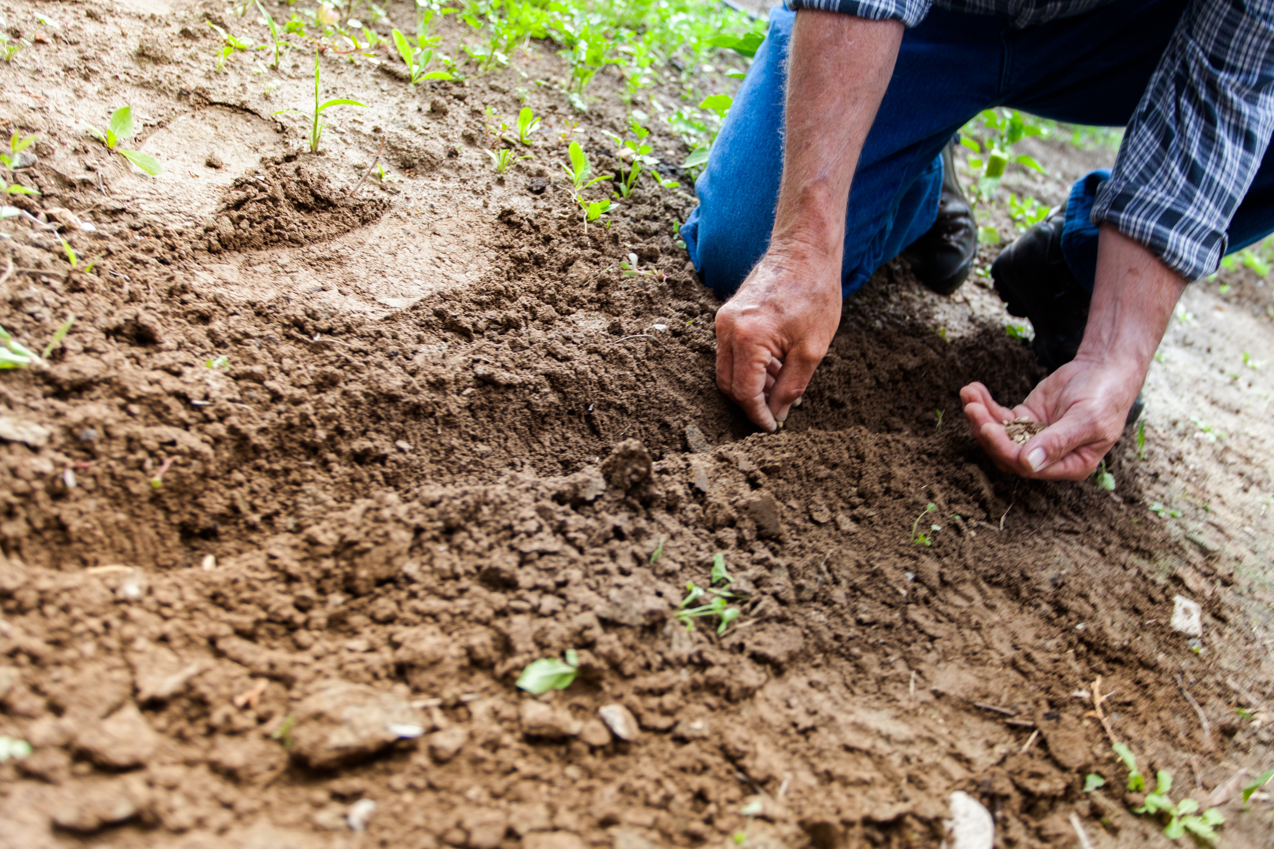 Faith the Size of a Mustard Seed | Just A Thought